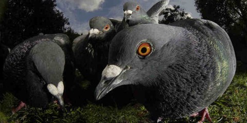 Pigeons en quête d'une mère célibataire