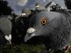 Pigeons en quête d'une mère célibataire